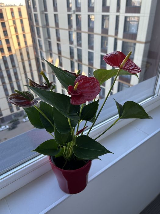 Продам антуриум в керамике