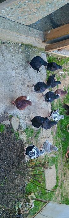 Porumbei King si indieni