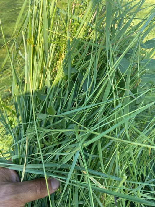 Сено луговое разнотравье