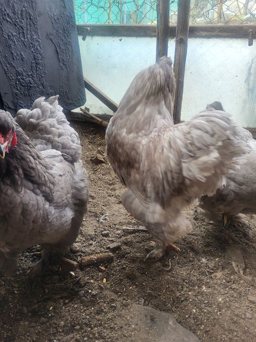 Matca  rasa pura brahma albastru ,oua si pui