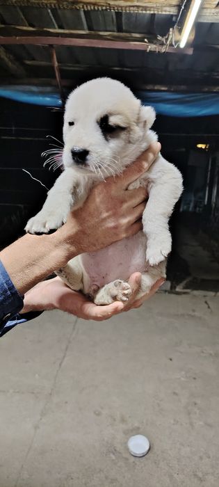 Продам шенков алабая