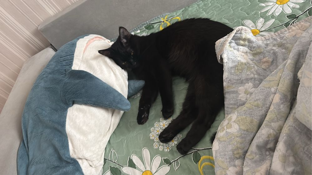 Кошки кошки кошки кошкии