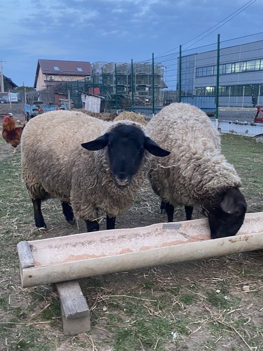 Vand oi cu miei Suffolk