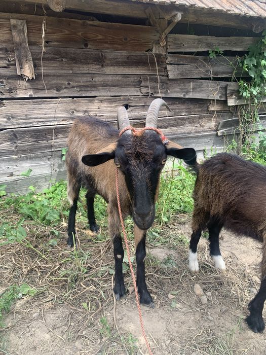 Capra alpina francezacu doi iezi