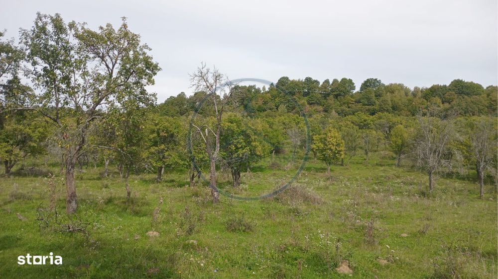 Teren extravilan 10.000 mp – Livada de pruni, Dorolea (15 km de Bist