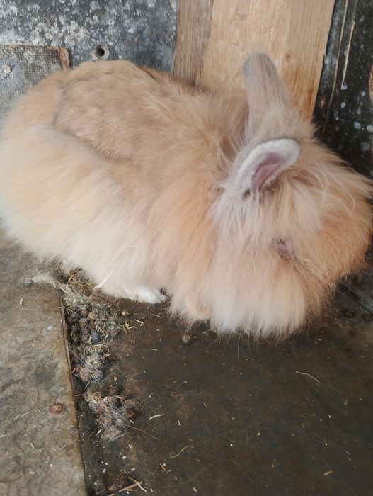 Mascul iepure pitic