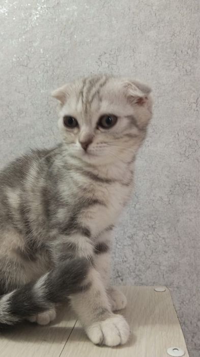 Шотланская вислоухая кошка