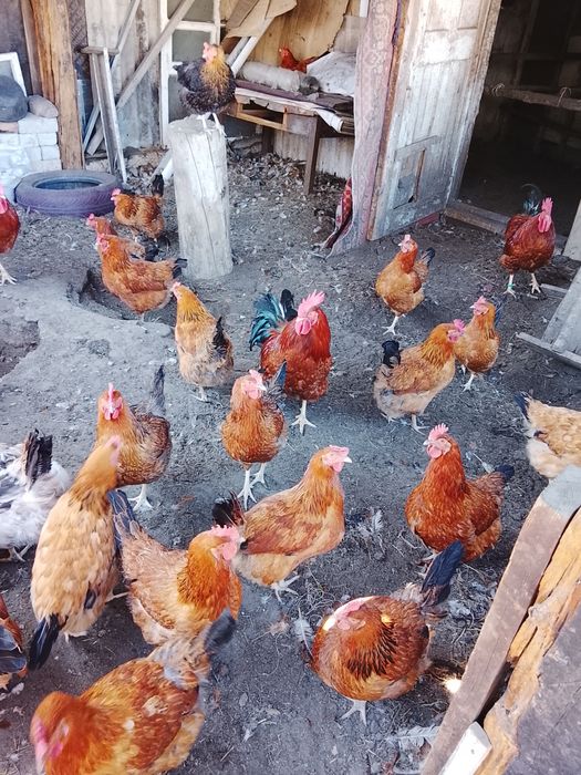 Продам инкубационо на заказе яйцо