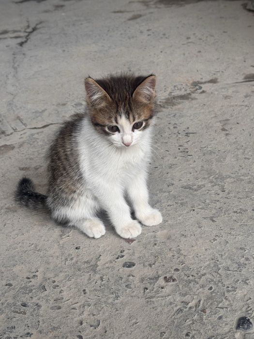 Tekinga 4ta mushuk bollari