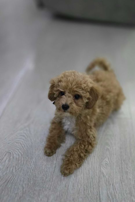 Продается щенок Мальтипу