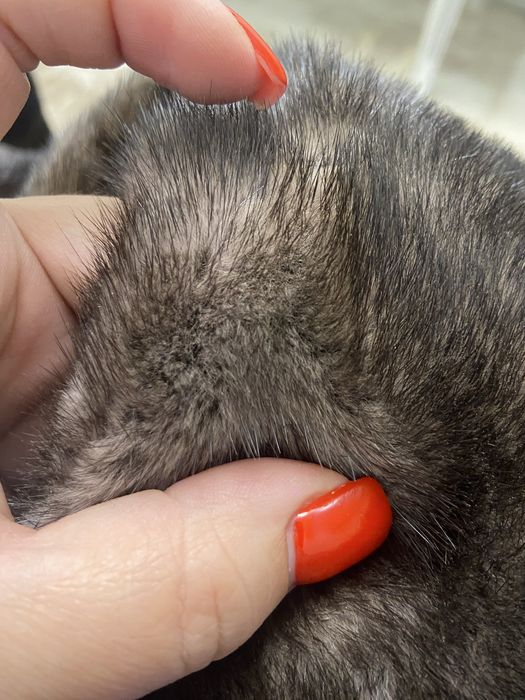 Продам шубу в роспуск