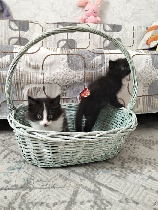 Котята в хорошие руки