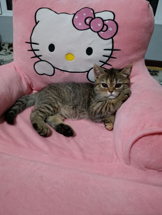 Скотиш страйит мушикча сотилади