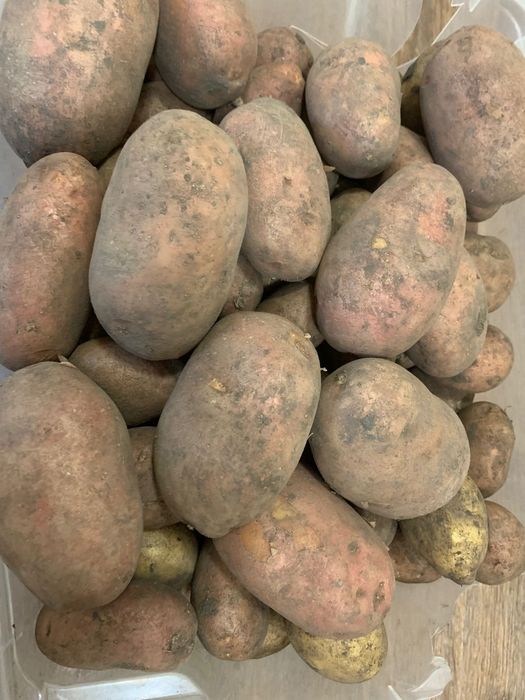 Картофель домашний