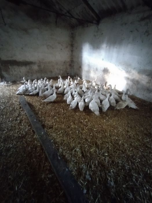 Vând rațe mute albe