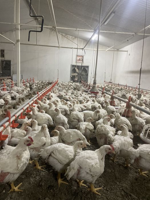 Куры Бройлеры росс