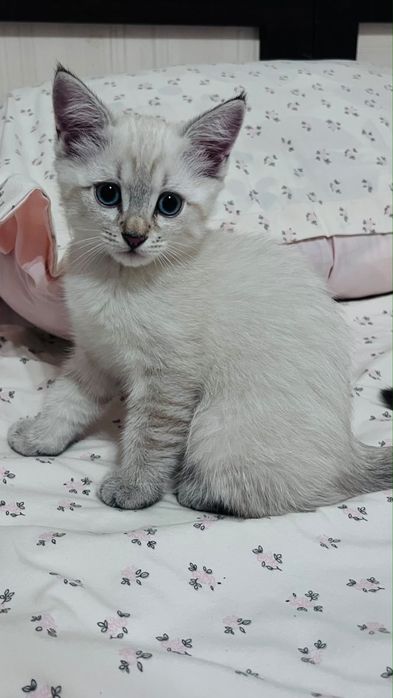 Котик шотландский