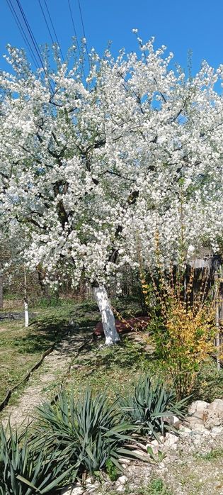 Casă cu teren de vânzare