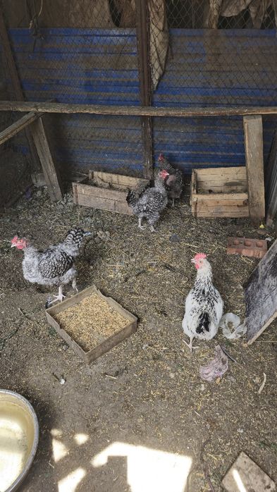 Куры продам Куреи