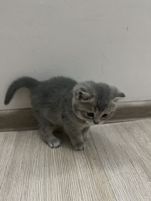 Шотландские котята