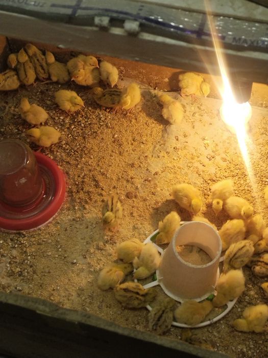 Продам перепелов Белый гигант и залатистый феникс