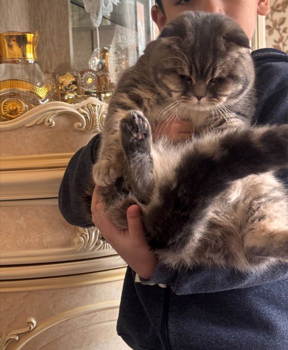 Zottor Mushuk породистая кошка Skotsh Fold