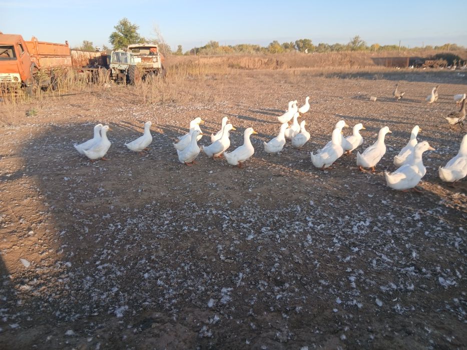 Қазы.гусь.мясо. сатылады