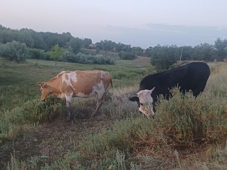 Продам КРС молочной породы