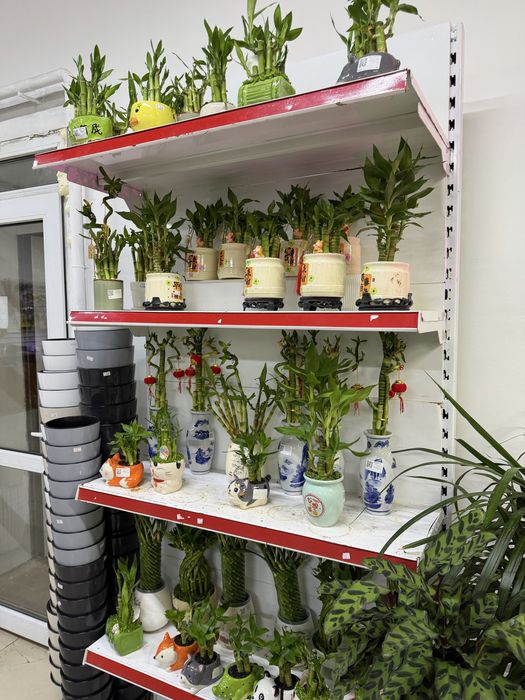 Комнатные растения