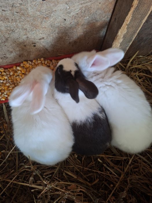 Iepurasi hycole francez