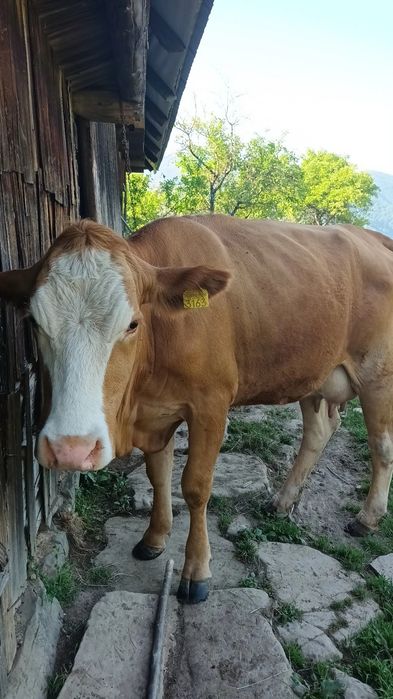 Vînd vacă de 3ani și jumătate