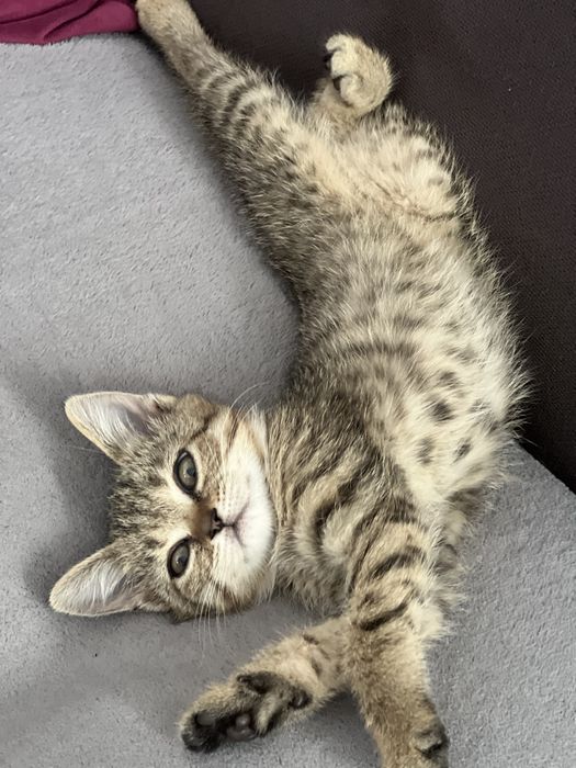 Котята бринатнцы