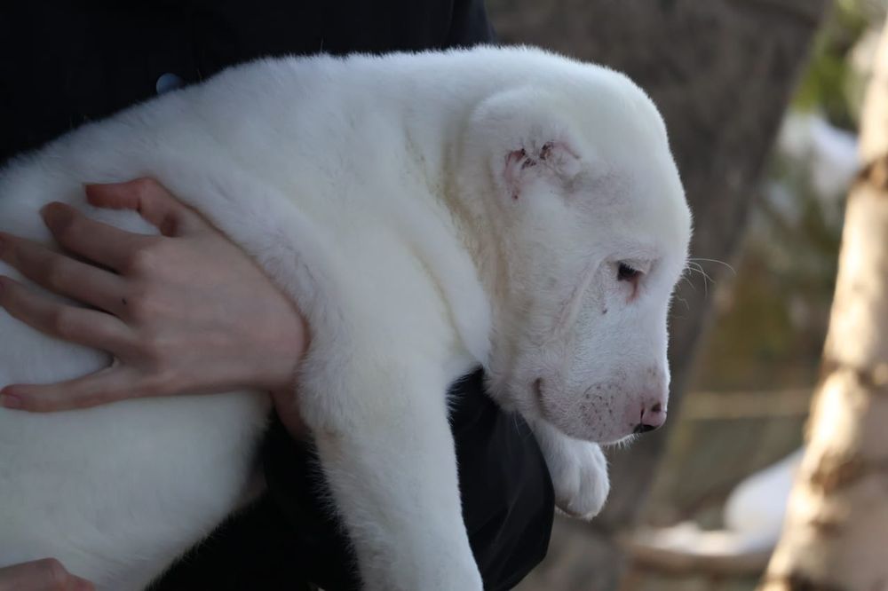 Щенки САО Алабая