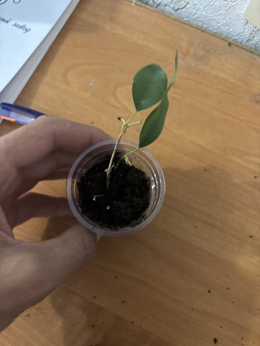 Фикус  бенджамина