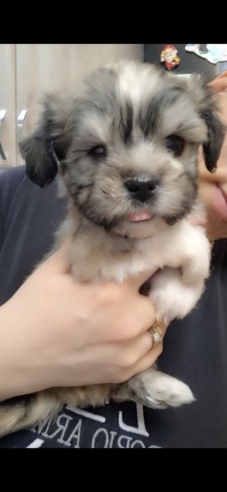 Bichon havanez talie mica