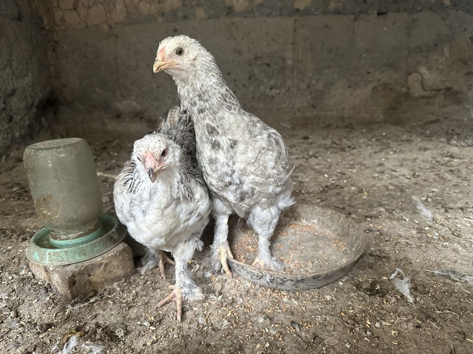 Продам карликовых петушков