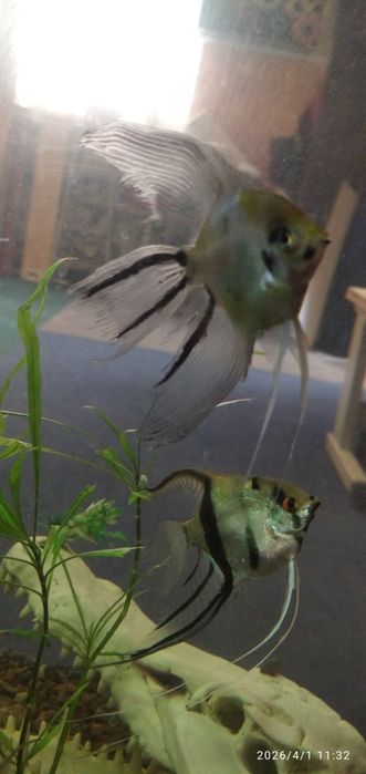 Рыбка Скалярия. Вуалевые.