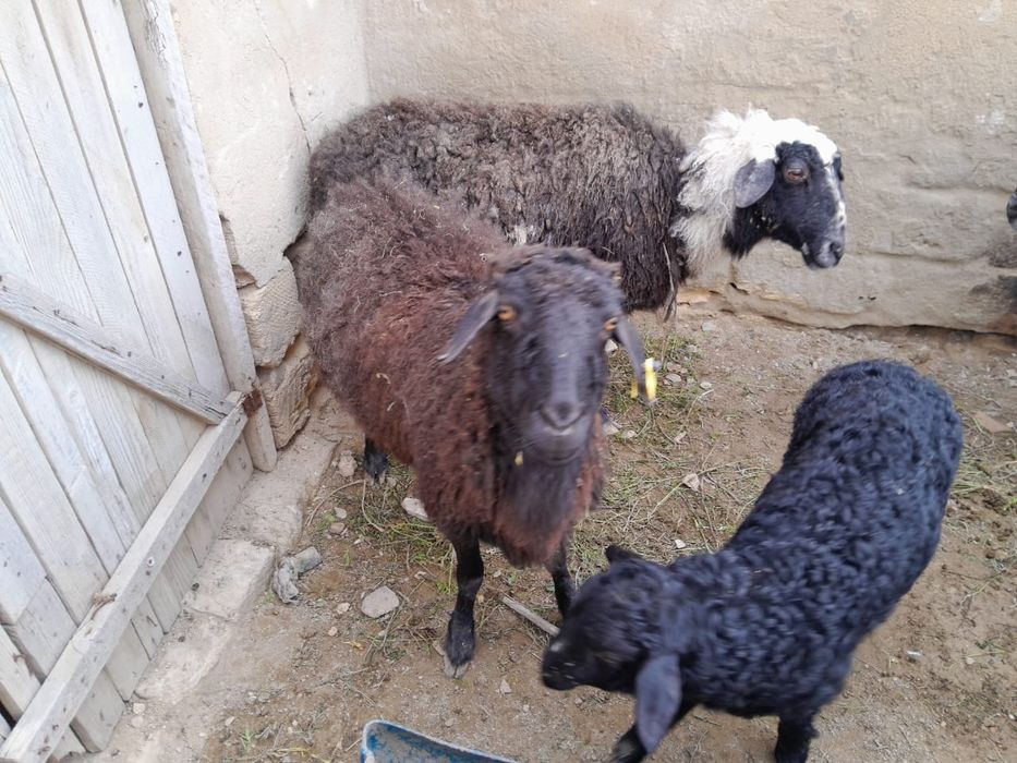 қойлар сатылады буаз,қозылы