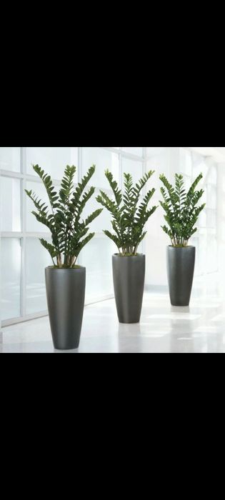 Замиокулькас Долларовое дерево растение Доллар