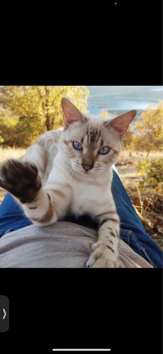Бенгалско коте на един месец