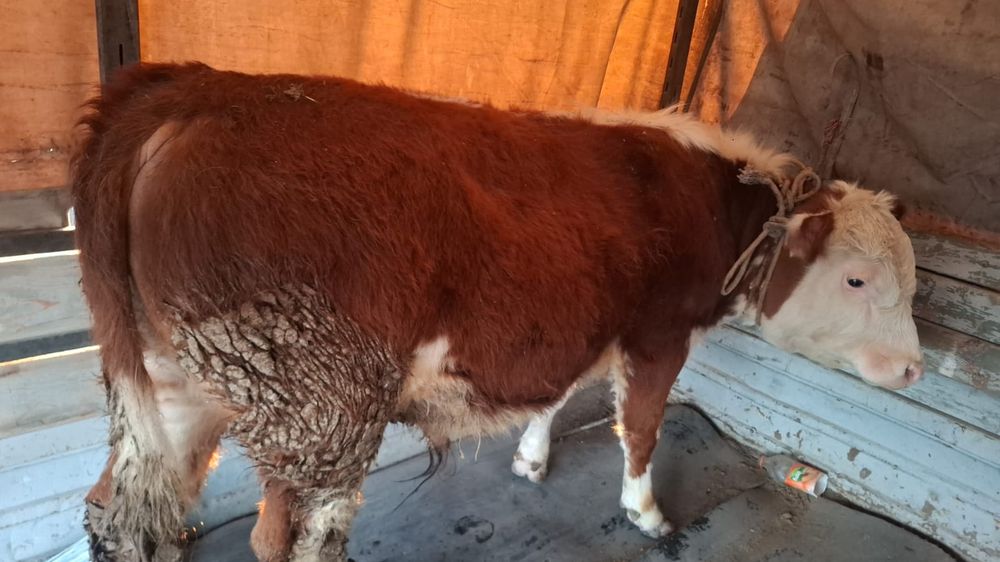 Бұқалар сатылады.