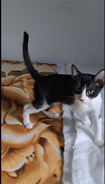 Pisicuți caută forever home