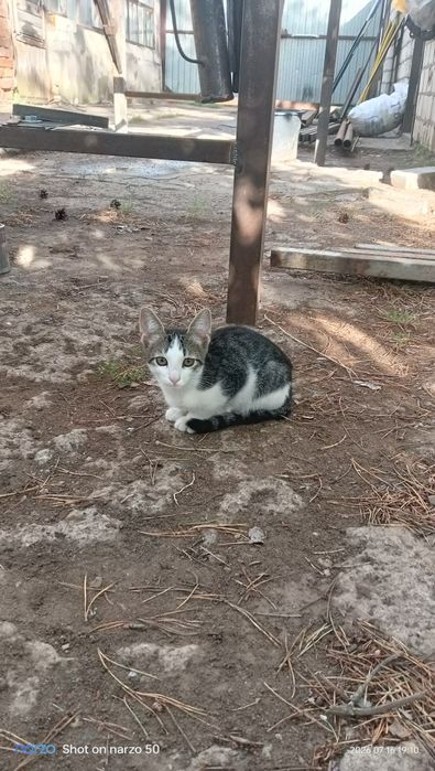 Отдам котят даром!