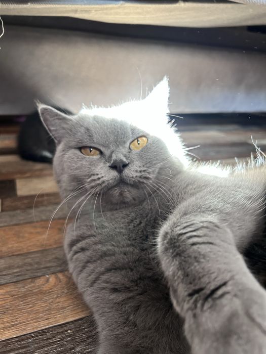 Котята ищут новый дом