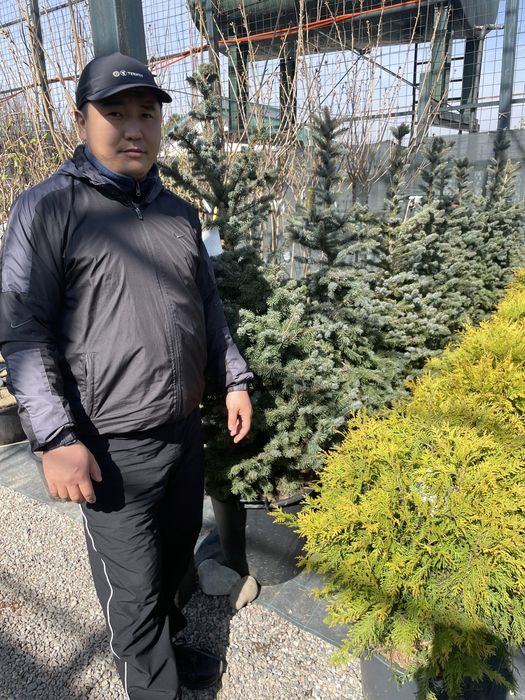 Продам Хвойные и лиственные