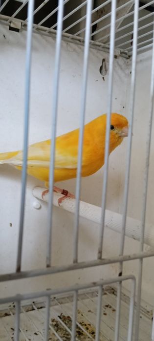 Canari pui și adulți de vânzare
