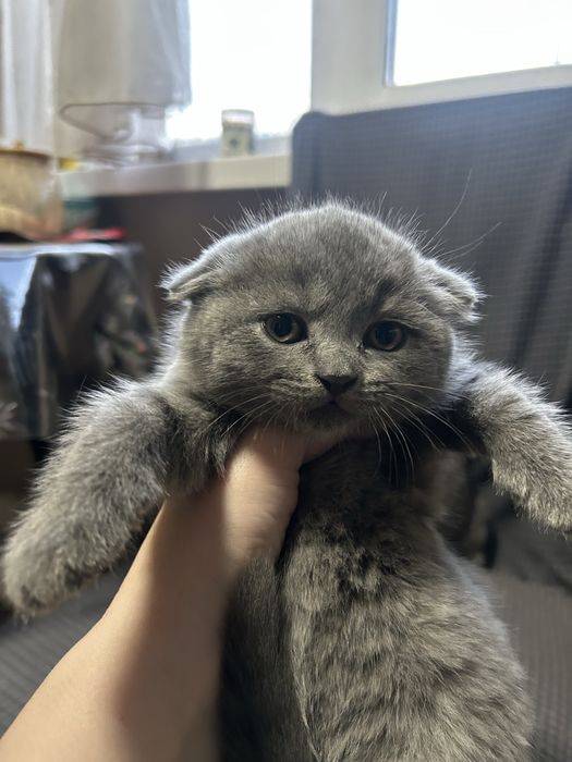 Котята британские,короткошерстные