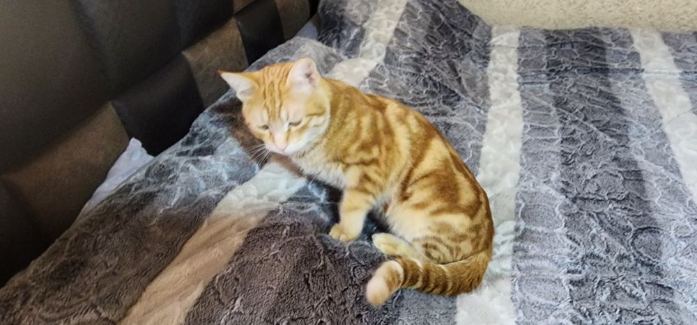 Мушук эркак зотдор соглом бакувват чиройли ва аклли сотилади.