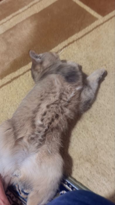 Британский золотой шиншилла тозза конли парода тозаси