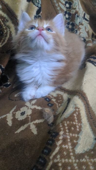 Продам котят мейн-кун